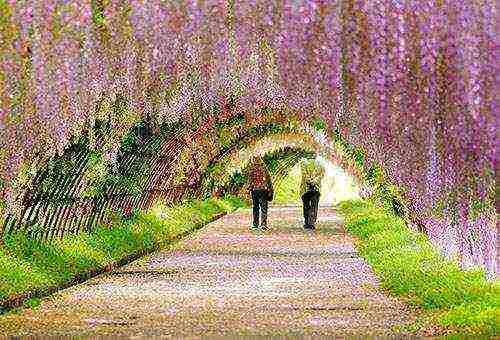 ang pagtatanim at pag-aalaga ng wisteria sa bukas na bukid sa Ukraine