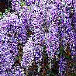 ang pagtatanim at pag-aalaga ng wisteria sa bukas na bukid sa Ukraine