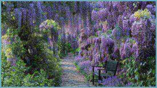 wisteria planting and care in the open field in ukraine