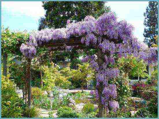 ang pagtatanim at pag-aalaga ng wisteria sa bukas na bukid sa Ukraine