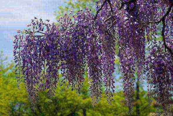 ang pagtatanim at pag-aalaga ng wisteria sa bukas na bukid sa Ukraine