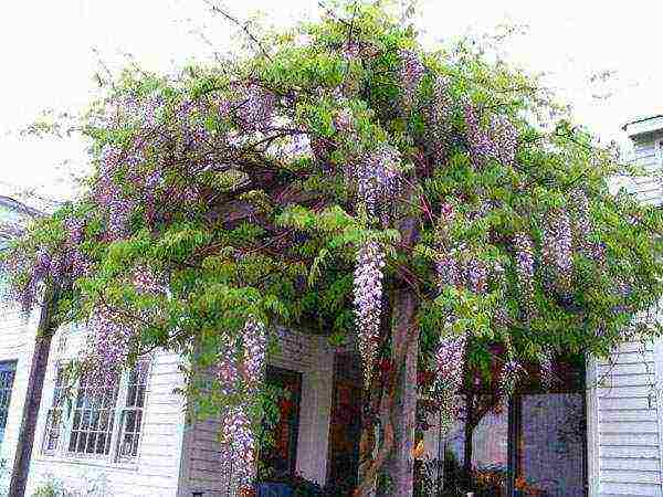 ang pagtatanim at pag-aalaga ng wisteria sa bukas na bukid sa Ukraine