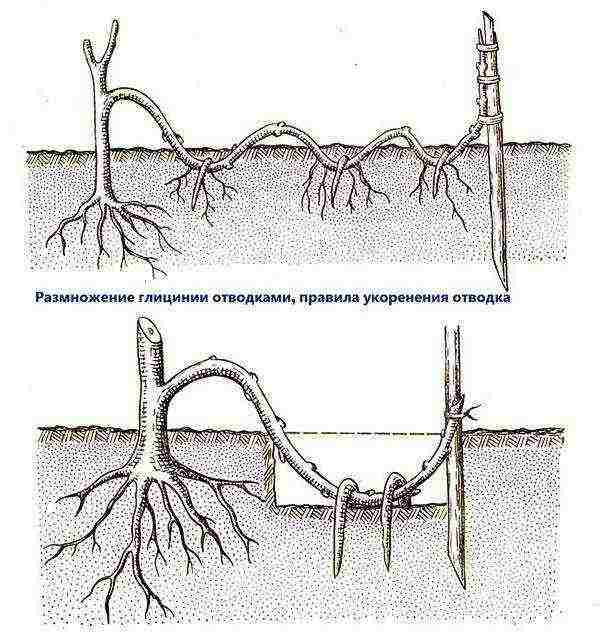 wisteria planting and care in the open field in ukraine