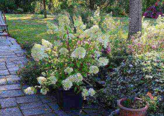 panicle hydrangea diamantino na pagtatanim at pangangalaga sa bukas na bukid