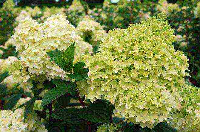 panicle hydrangea diamantino planting and care in the open field