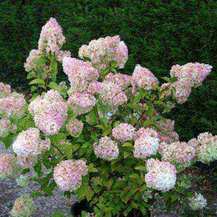 panicle hydrangea diamantino planting and care in the open field