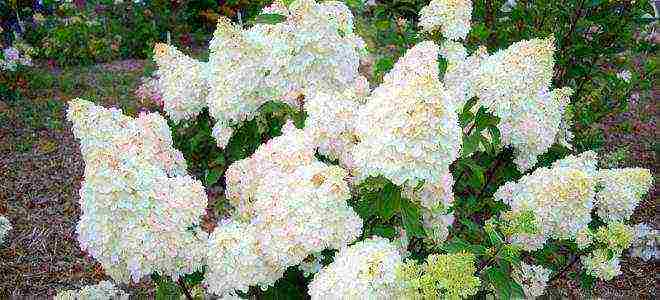 panicle hydrangea diamantino planting and care in the open field