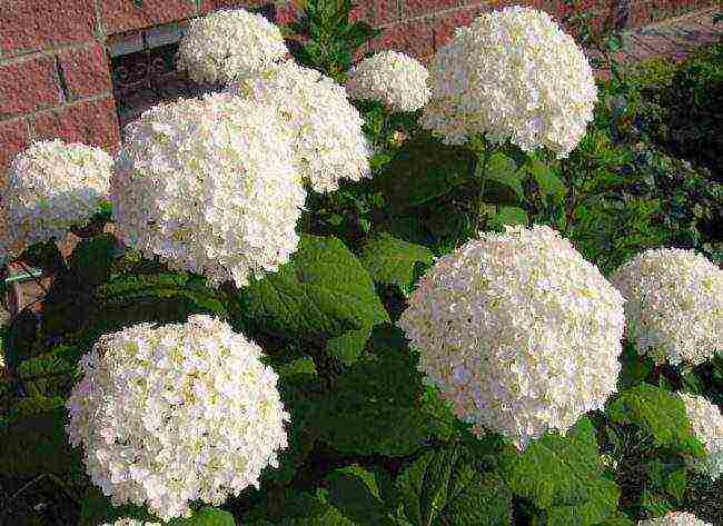 panicle hydrangea diamantino na pagtatanim at pangangalaga sa bukas na bukid