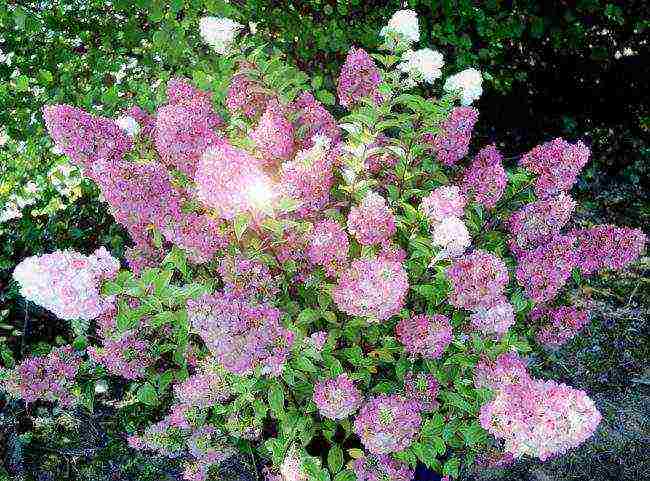 panicle hydrangea diamantino na pagtatanim at pangangalaga sa bukas na bukid