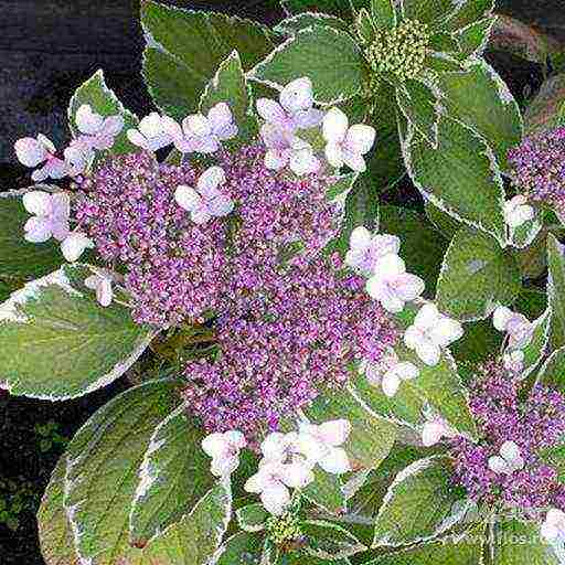 hydrangea garden planting and outdoor care in winter