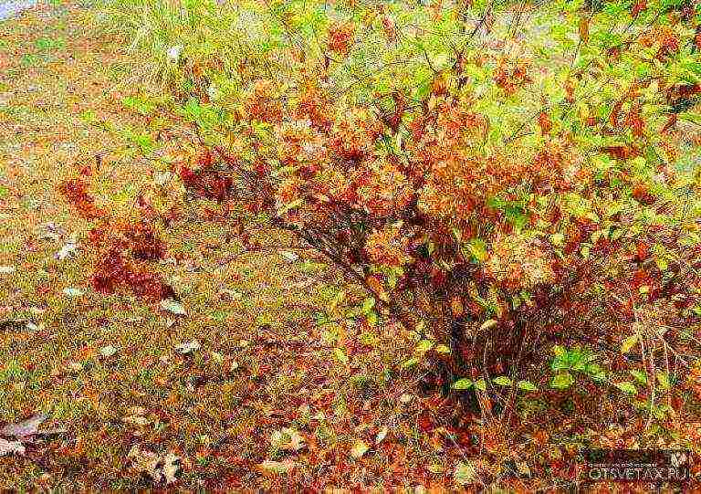 hydrangea garden planting and outdoor care in winter