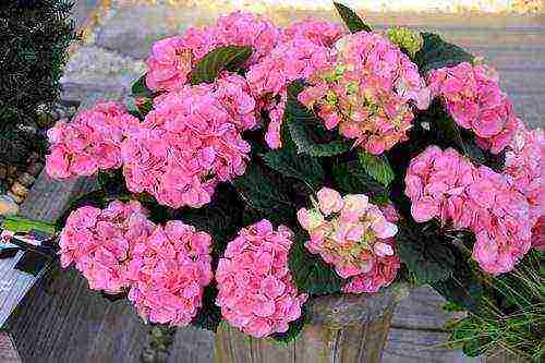 hydrangea garden planting and outdoor care in winter