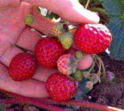 good varieties of remontant strawberries