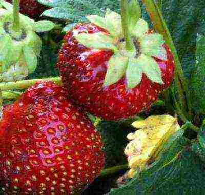 good varieties of remontant strawberries