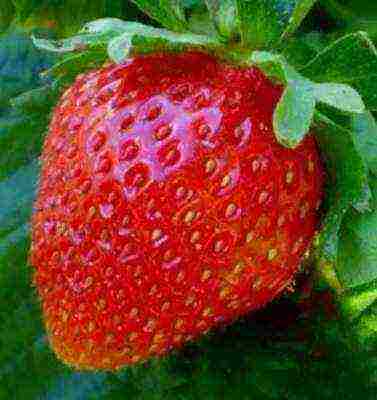 good varieties of remontant strawberries