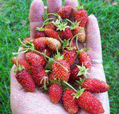 good varieties of remontant strawberries