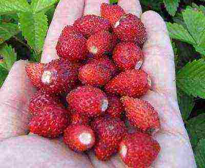 good varieties of remontant strawberries