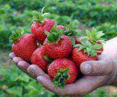 good varieties of remontant strawberries