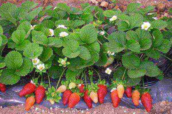 good varieties of remontant strawberries