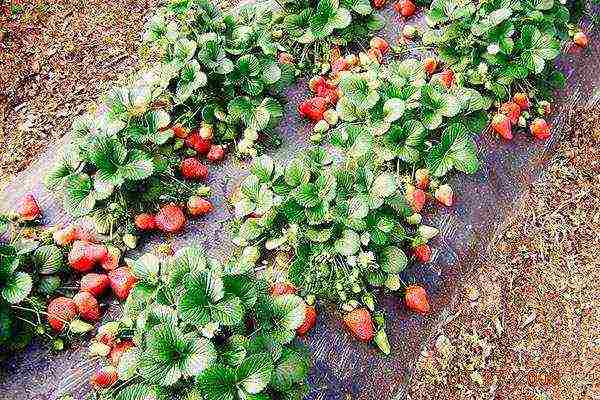 mahusay na mga pagkakaiba-iba ng mga remontant strawberry