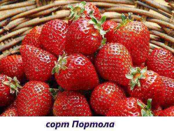 good varieties of remontant strawberries