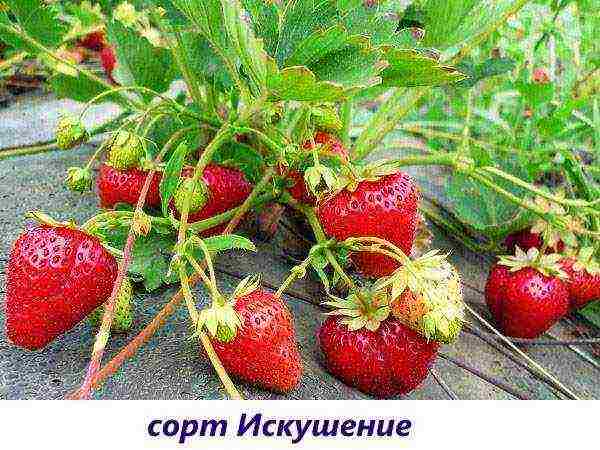 good varieties of remontant strawberries