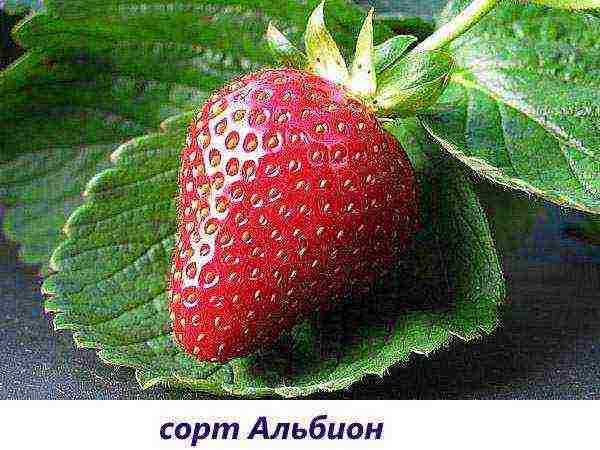 good varieties of remontant strawberries