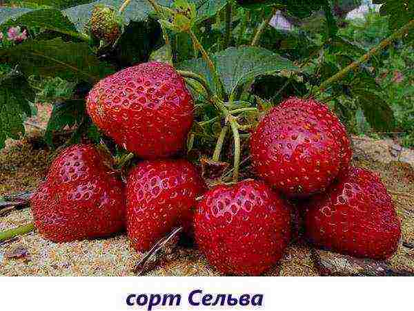 good varieties of remontant strawberries