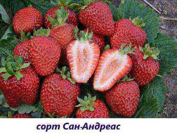 good varieties of remontant strawberries