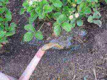 good varieties of remontant strawberries