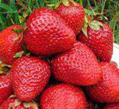 good varieties of remontant strawberries