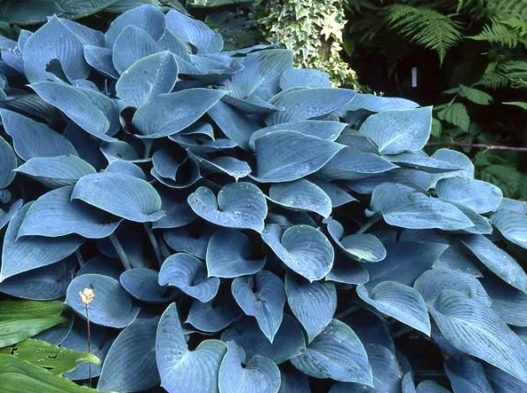 hosta halcyon planting and care in the open field