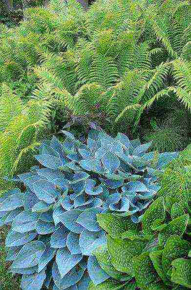 hosta halcyon planting and care in the open field