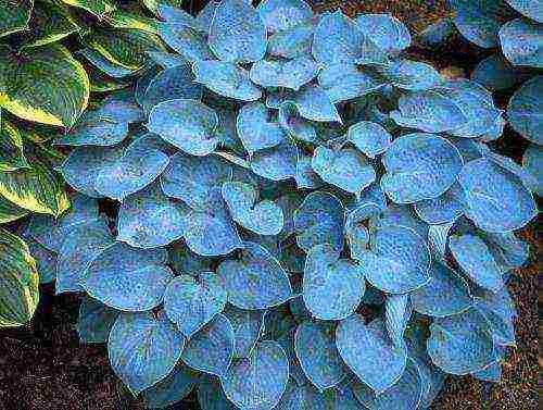 hosta halcyon planting and care in the open field