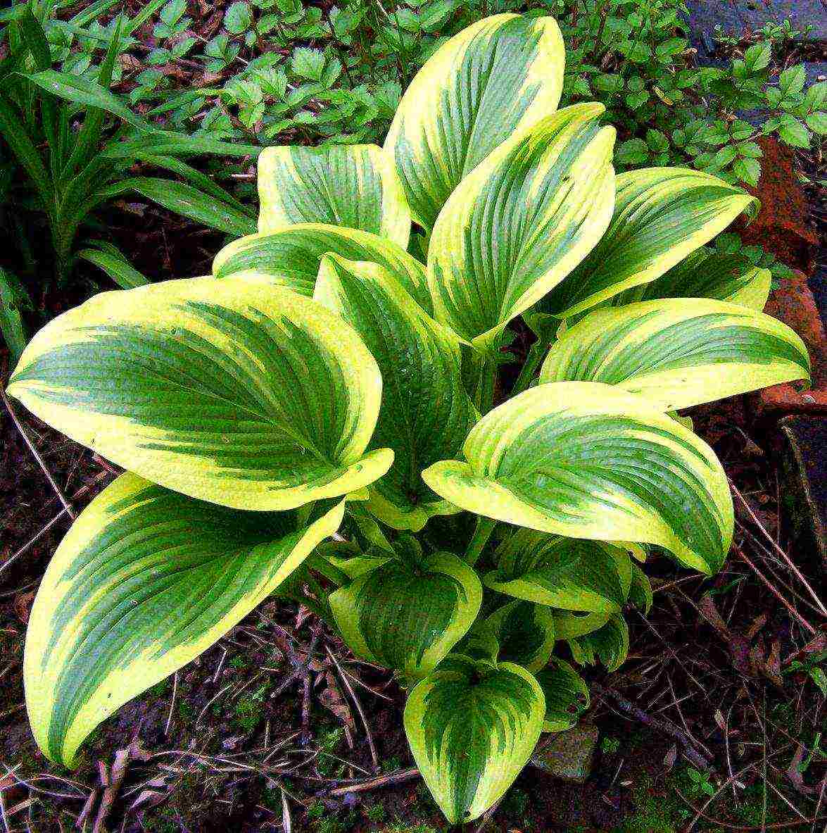 hosta halcyon planting and care in the open field