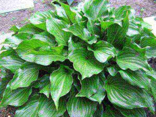 hosta halcyon planting and care in the open field