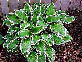 hosta halcyon planting and care in the open field