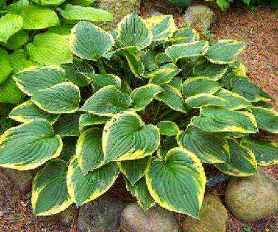 hosta halcyon planting and care in the open field