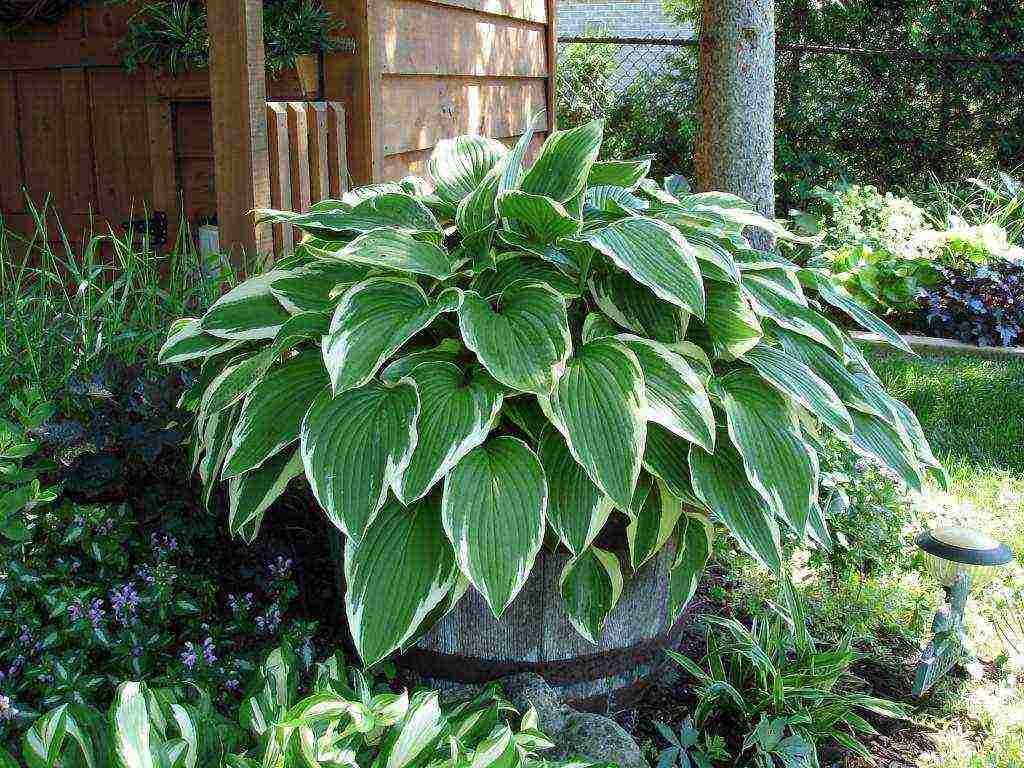 hosta halcyon planting and care in the open field