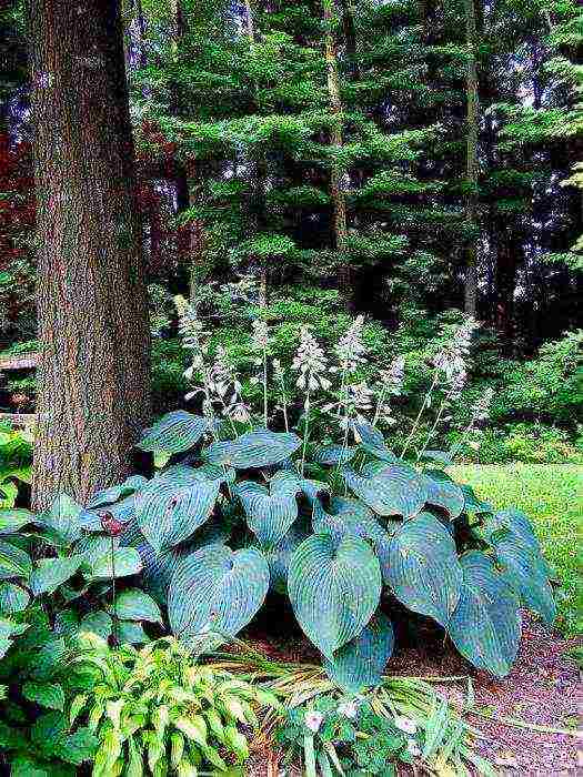 hosta halcyon planting and care in the open field