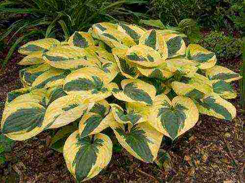 hosta halcyon planting and care in the open field