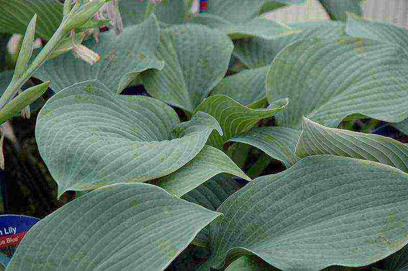 hosta halcyon planting and care in the open field