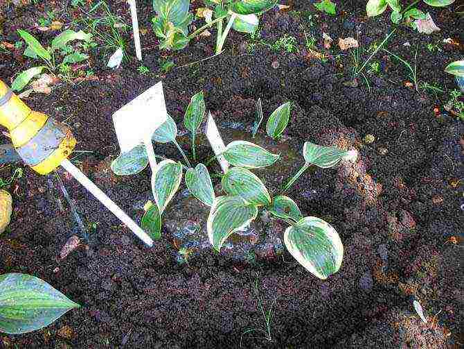 hosta halcyon planting and care in the open field