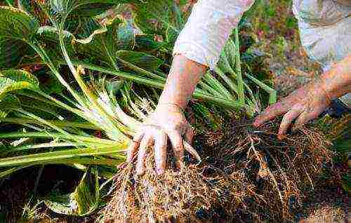 hosta halcyon planting and care in the open field