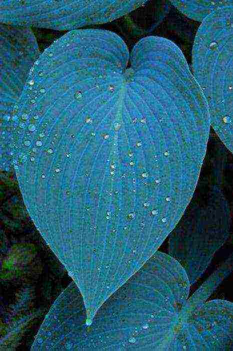 hosta halcyon planting and care in the open field