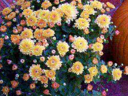 small-flowered chrysanthemums planting and care in the open field