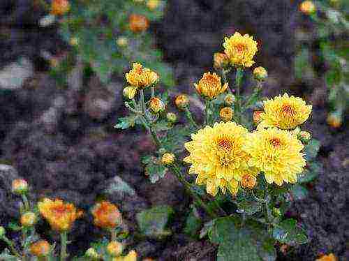 maliit na bulaklak na chrysanthemums na nagtatanim at nangangalaga sa bukas na bukid