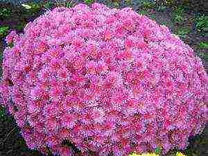 maliit na bulaklak na chrysanthemums na nagtatanim at nangangalaga sa bukas na bukid