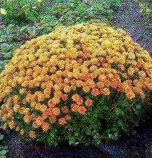 small-flowered chrysanthemums planting and care in the open field