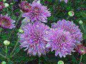 small-flowered chrysanthemums planting and care in the open field